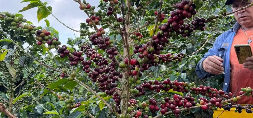 Más allá de la cafeína: Bienvenidos al universo de Valia Coffee