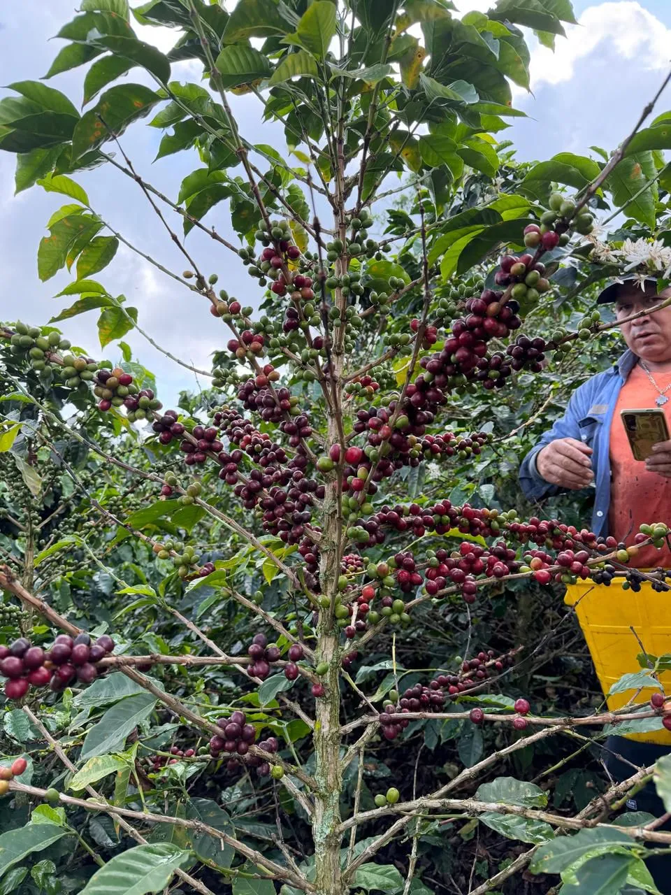 Más allá de la cafeína: Bienvenidos al universo de Valia Coffee