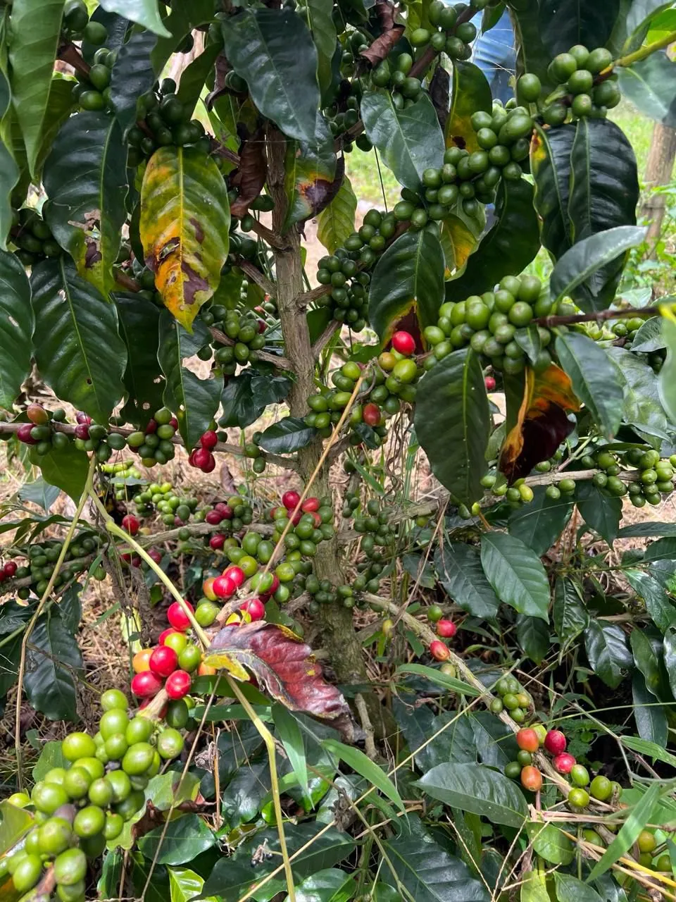 Valia Coffee Cafetal
