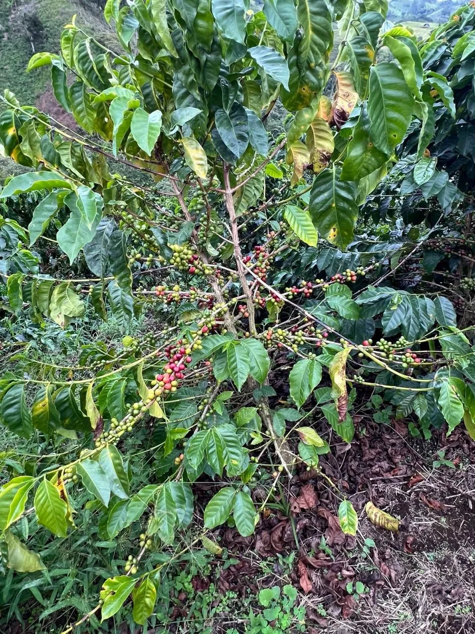 Valía Coffe Cafetal